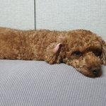 왕꿈틀이 <b>토토</b>