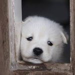 변백현 시고르자브종닮음