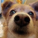 [강아지] 매력뿜뿜 강아지 <b>송이</b>