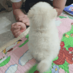 [강아지] 조랭이떡