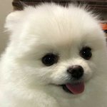 얘더라 다욧트 식단 어때 봐주랏!!