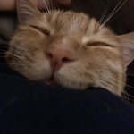 [고양이] <b>시한부</b> 고양이 별비 기억하는사람?!