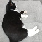 [고양이] 으르<b>신도</b> 춥죠?