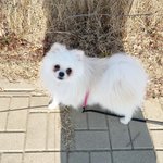 [강아지] 추가) 진짜 얘 귀여운거 세상사람들 다 알았으면 좋겠다