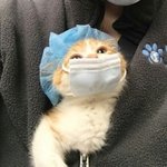 백신 나오면