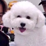 [댓글부탁해] 에스엠 갱얼<b>쥐들</b> 모아서 놀면 어떨 것 같아?