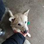 [강아지] 사상충 치료중인 귀요미 <b>청하</b>