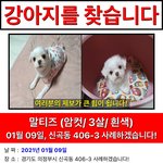 [강아지] 저의 반려견 코코 찾게 도와주세요...!