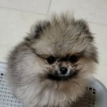 [댓글부탁해] 3개월된 울집강아지 보고갈래??