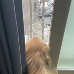울 집 골댕이도 눈 보는 중ㅎㅎ