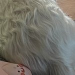 귀여운 궁<b>댕이</b>