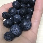 블루베리 왜<b>캐</b> 맛읷니;;