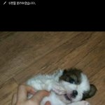 [강아지] 시<b>츄</b> 키우시는 분들 계신가욤?