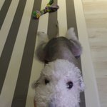 [강아지] 오랜만에 둥이헐크토르 소식올립니다.