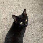 [고양이] 공장 냥이<b>들</b> 01