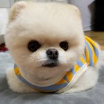 [<b>강아지</b>] 혹시 <b>이</b> <b>강아지</b> 이름 아시는분!!