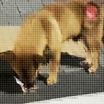 사무실 악독한 주인 네마리라니 2