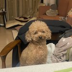 나 짜빠게티 먹는데 얘 표정봐 ㅋㅋㅋㅋ