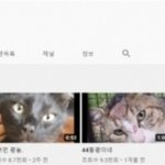 유튜브·단톡방서 버젓이 고양이 살해·전시…“악마들 <b>처벌</b>해야” 청원