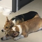 <b>모카</b> 코코 크림이#8