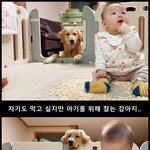 [댓글부탁해] 자기도 먹고 싶지만 아기를 위해 참는 강아지!