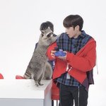<b>얼레</b>벌레 너구리
