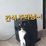 [고양이] 간식에 반응하는 으르<b>신의</b> 자세~!