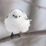 <b>여왕벌</b>이 왜 중요함??????
