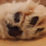 [이것좀봐줘] 갱얼쥐 목욕때문에 스트레스 받는 섀럼들~!