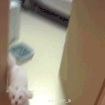 [민경훈] <b>복실</b>이 쩜~