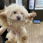 [강아지] 울<b>집강</b>쥐