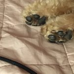 ㅅㅂ 얘들아 니네 강아지 기지개 펼 때 발가락도 벌리는거 알아?