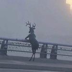 [드루와] 근데 판 하다보니까 확실히 멘탈 강화됨