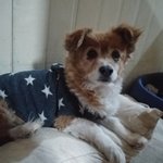 [고양이] 묘한동거