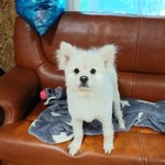 [강아지] 한 눈에 반할 <b>한별</b>이