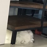 울 <b>집</b>강아지 계단 <b>밑</b>에 드러가서 잠