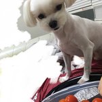 아니 자꾸 지 <b>라바</b> 인형이랑