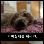 [강아지] 잠을 자려는 주인 vs 못<b>자게</b> 난동피는 강아지