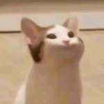 대학생 rare 지갑 브랜드 추천 <b>plz</b>