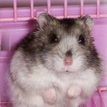 니네 <b>배민</b> 이번달에 몇번시켜먹었는지 댓