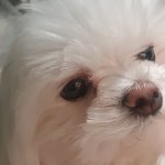 [19] 강아지 기엽지?