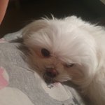 [드루와] 근데우리집<b>강주</b>ㅏ 산책데리고나가면 다놀람