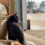 [고양이] 공장 냥이들 02