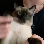 [NCT] NCT V (<b>동물</b>농장 친구들)