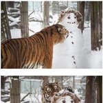 [댓글부탁해] 눈사람 <b>폭행범</b> 붙잡힘