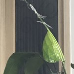 [ㅈㄱㄴ] 아빠가 애지중지하는 <b>식물</b> 있는데