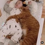고양이가 원래 이렇게 큰 동물이여?