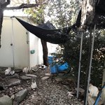 <b>사진</b> <b>속</b> 고양이는 총 몇마리