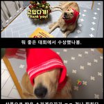 [강아지] <b>모자</b> 하나만 바꿨을 뿐인데........