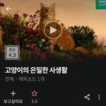 고양이 ㅈㄴ 개귀여워 으으윽ㅜㅜ 이거 꼭봐